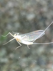 Maccaffertium modestum