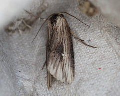 Crambodes talidiformis