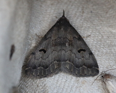 Phalaenostola hanhami