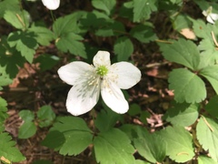 Anemonastrum deltoideum