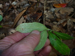 Cornus capitata