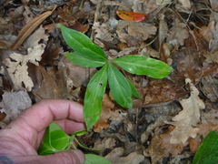 Cornus capitata