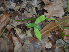 Cornus capitata