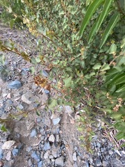 Acalypha californica