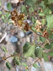 Acalypha californica