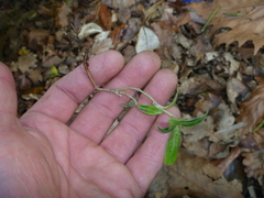 Cornus capitata
