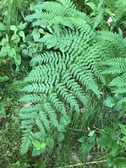 Dryopteris remota
