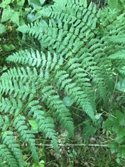 Dryopteris remota