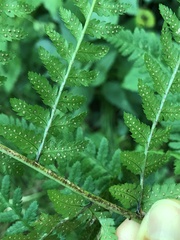 Dryopteris remota
