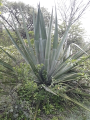 Agave sisalana
