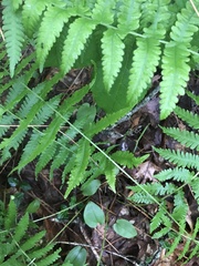 Coryphopteris simulata