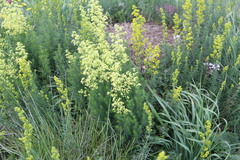 Galium × pomeranicum