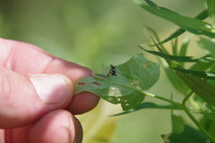 Deloyala guttata