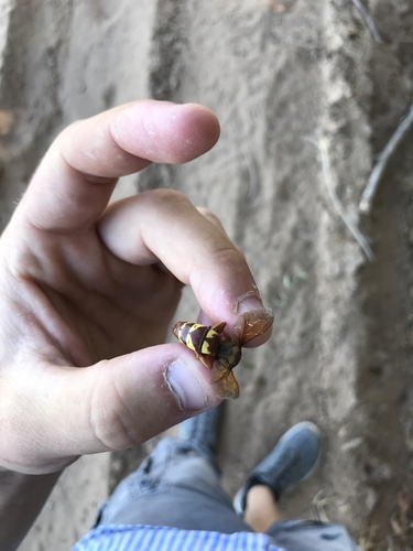 Western Cicada Killer