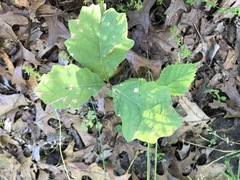 Quercus