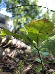 Quercus