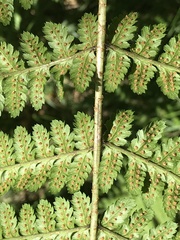 Dryopteris remota