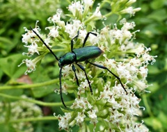 Chrysoprasis hypocrita