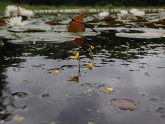 Utricularia geminiscapa