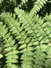 Dryopteris remota