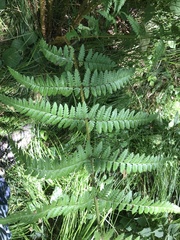 Dryopteris remota