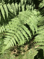 Dryopteris remota