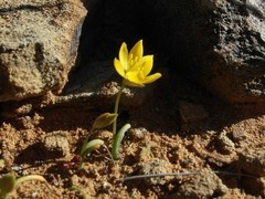 Ornithogalum rupestre