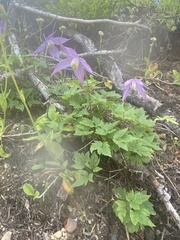 Clematis occidentalis