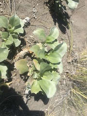 Enceliopsis nudicaulis