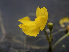 Utricularia geminiscapa