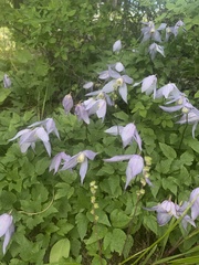 Clematis occidentalis