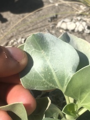 Enceliopsis nudicaulis