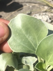 Enceliopsis nudicaulis