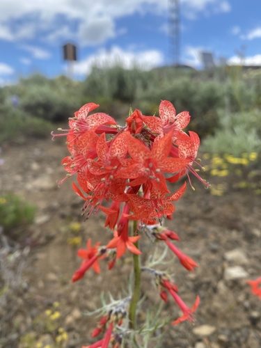 Scarlet Gilia