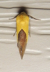 Ponometia semiflava