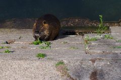 Myocastor coypus