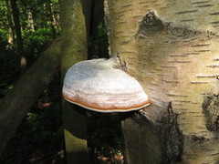 Xyleborinus saxesenii