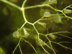 Utricularia geminiscapa