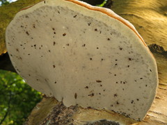 Xyleborinus saxesenii