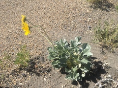Enceliopsis nudicaulis