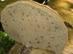 Xyleborinus saxesenii