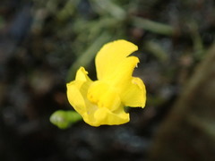 Utricularia geminiscapa