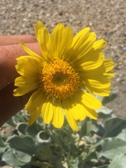 Enceliopsis nudicaulis