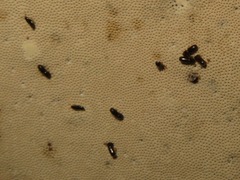 Xyleborinus saxesenii