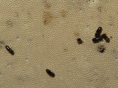 Xyleborinus saxesenii