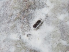 Xyleborinus saxesenii