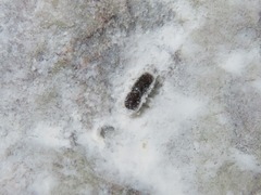 Xyleborinus saxesenii