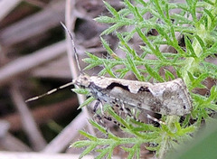 Rhigognostis interrupta