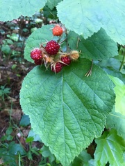 Rubus phoenicolasius