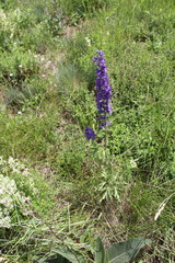 Delphinium fissum
